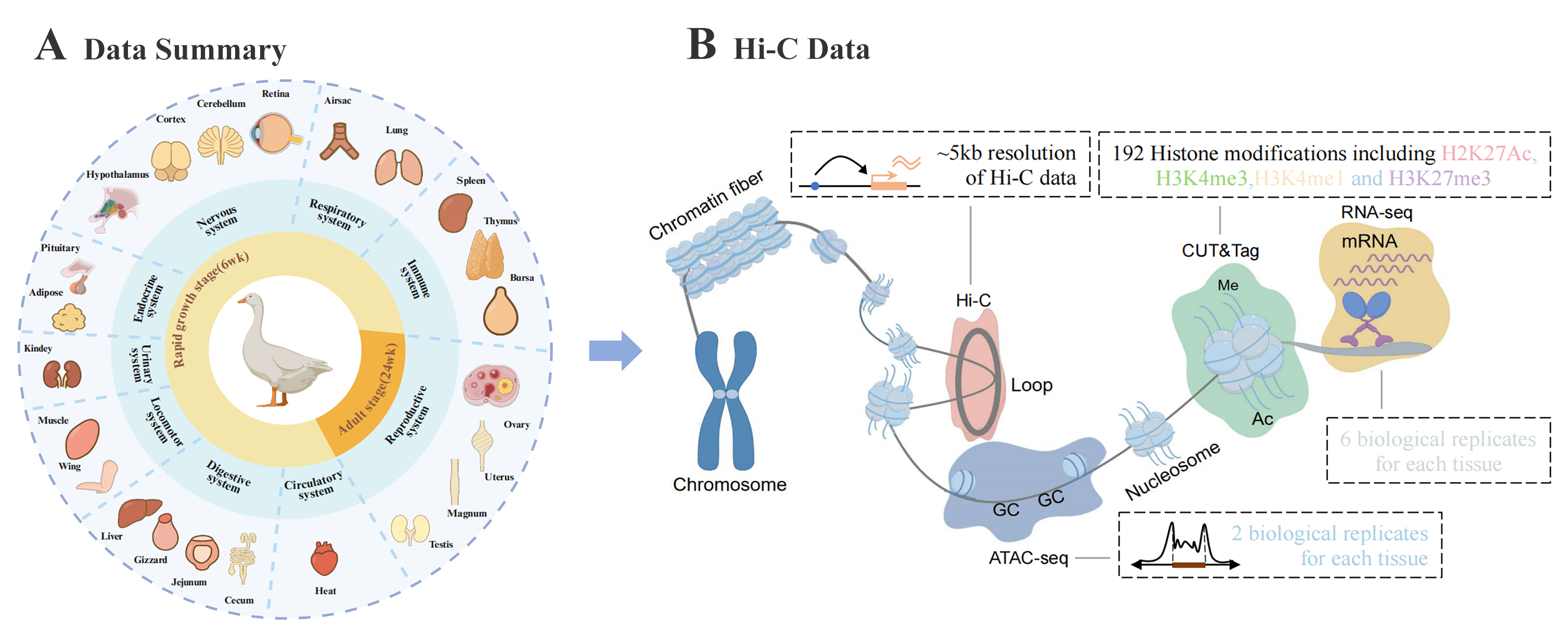 CattleCell-GTEx Diagram